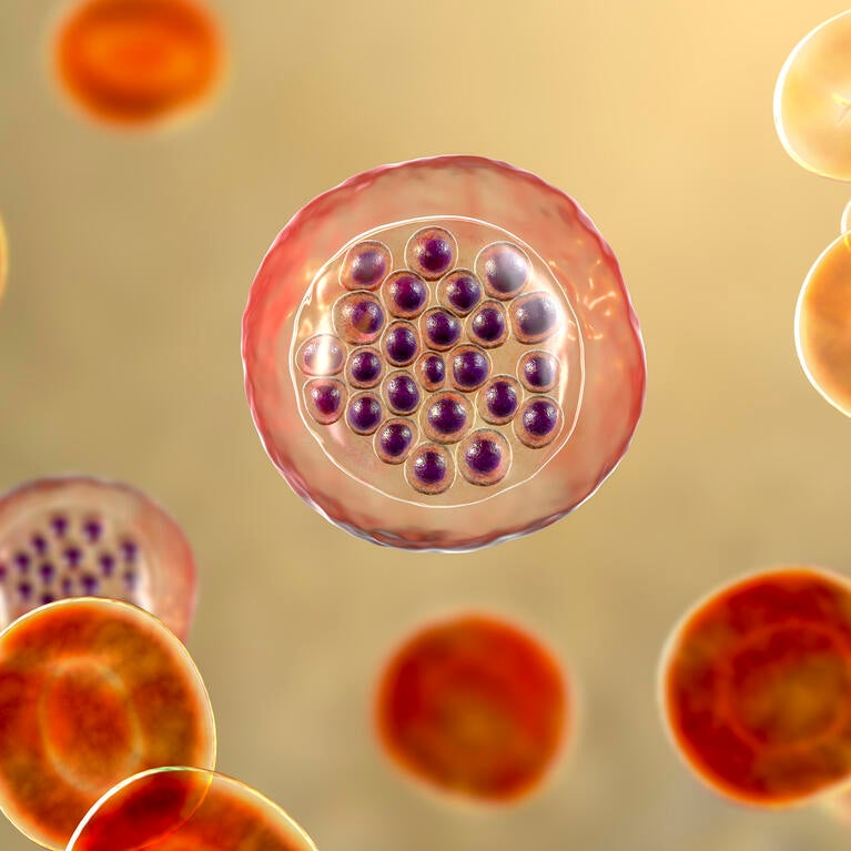 Plasmodium falciparum